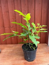 Sweet chestnut tree for sale  BROMSGROVE