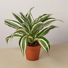 Dracaena warneckii white for sale  Denver