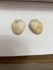 Elk ivory teeth for sale  Worthing