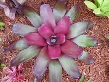 Neoregelia purple star for sale  Pompano Beach