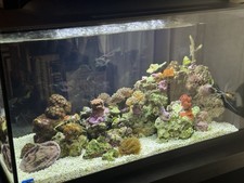 Marine fish tank for sale  LONDON