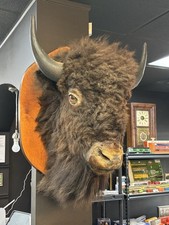 Real buffalo bison for sale  Sioux Falls