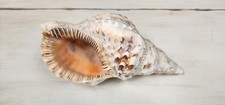 Giant charonia tritonis for sale  Los Angeles