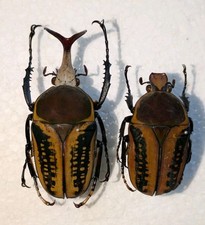 Megalorhina harrisi pair for sale  WOKING