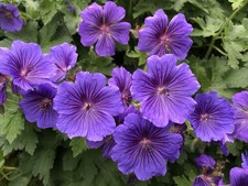 Flowering perennial plants for sale  ASHBOURNE