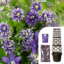 Clematis taiga professional for sale  PETERBOROUGH