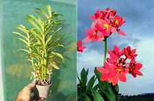 Epidendrum joseph lii usato  Spedire a Italy