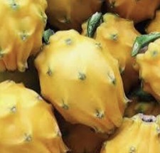 Dragon fruit palora for sale  Visalia