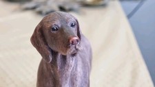 Leonardo hungarian vizsla for sale  BRECHIN
