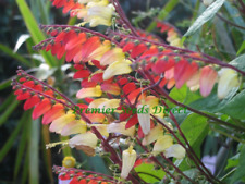 Flower mina lobata for sale  HIGH WYCOMBE