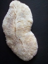 Marine mushroom coral for sale  CHORLEY