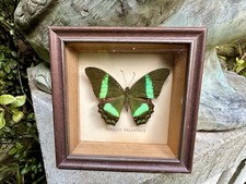 taxidermy peacock for sale  MELKSHAM