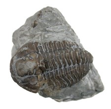 Silur calymene blumenbachii gebraucht kaufen  Erlangen