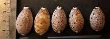 Collection coquillage lyncina d'occasion  Champigny-sur-Marne