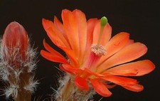 Clone echinocereus matthesianu usato  Napoli