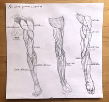 kapandji anatomia usato kapandji anatomia usato Compiano