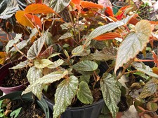 Small begonia pink for sale  Old Town