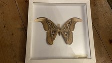 Attacus atlas präparat gebraucht kaufen Attacus atlas präparat gebraucht kaufen  Hechingen