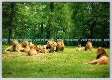 D303041 pride longleat for sale  WARLINGHAM