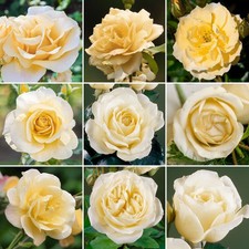 potted rose for sale  UK