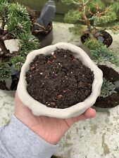 Bonsai tree soil for sale  WOLVERHAMPTON