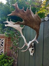 Taxidermy fallow deer for sale  BILLINGHAM