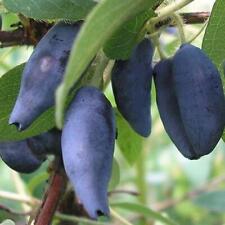 Honeyberry kamtschatica bush for sale  SOUTHAMPTON