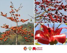 Red cotton tree for sale  BROCKENHURST