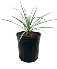 Silver yucca live for sale  USA