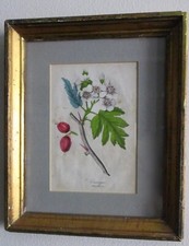 Antique hand colored for sale  New York