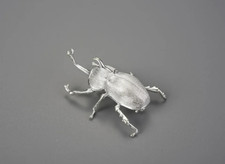 rhinoceros beetle for sale rhinoceros beetle for sale Pompano Beach