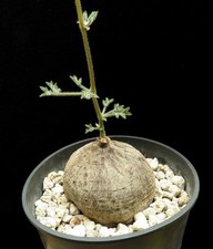 Cyphostemma montagnacii caudex for sale  Shipping to United Kingdom