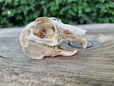 Domestic rabbit skull for sale  HULL