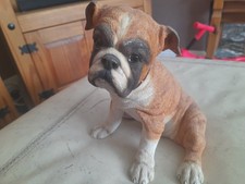 boxer dogs for sale  WISBECH