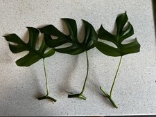 Rhaphidophora tetrasperma able gebraucht kaufen  Dielkirchen