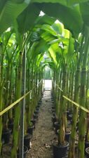 Musa basjoo extra for sale  WELSHPOOL