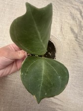 Hoya pachyclada new for sale  HORNCHURCH