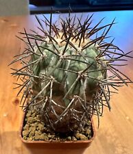 Copiapoa lembckei. own usato  Valdastico
