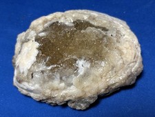 fossil clam for sale  Melbourne