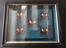 Cadre collection papillons d'occasion Cadre collection papillons d'occasion  Pont-l'Abbé-d'Arnoult