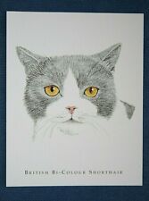 British colour shorthair d'occasion  Expédié en Belgium