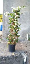 Pianta bougainvillea bianca usato  Giarre