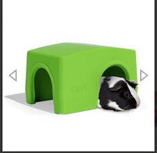 Zippi quinea pig for sale  SHREWSBURY