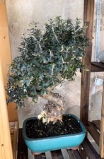 Bonsai olivastro usato  Vallo della Lucania