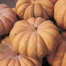 Zucca moscata provenza usato  Trappeto