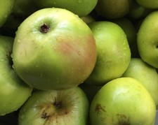 Malus bramley apple for sale  KING'S LYNN
