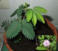 Mimosen blumen exotische gebraucht kaufen  Kaiserslautern