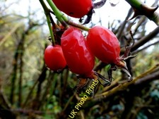Photo 6x4 rose for sale  FAVERSHAM