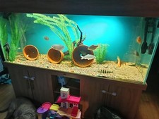 Aquatics 2.ft high for sale  LEICESTER