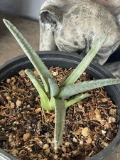 Sharkskin agave small for sale  Phoenix